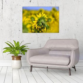 Sklenený obraz slnečnice (70x50 cm)