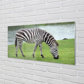 Nástenný panel  zebra 125x50 cm