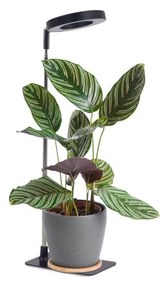 LED stmievateľná stolná lampa na pestovanie rastlín VERDI LED/5W/5V 1300K čierna