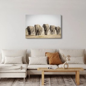 Obraz - Slonie stádo (90x60 cm)