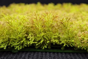 Umelý rastlinný panel KATE MOSS 50 x 50 cm - Panel 50x50 Europe Grass