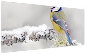 Obraz - Sýkorka modrinka v lese (120x50 cm)