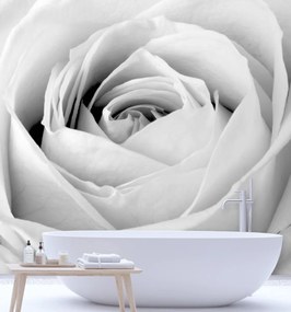 Fototapeta, Bílé květy růží - 250x250 cm