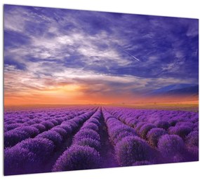 Sklenený obraz levanduľového pole (70x50 cm)