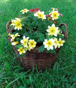 HRADIL Proutěný obal květináč kulatý s folií 30 cm