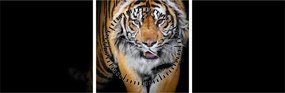 Obraz - Tiger (s hodinami) (90x30 cm)
