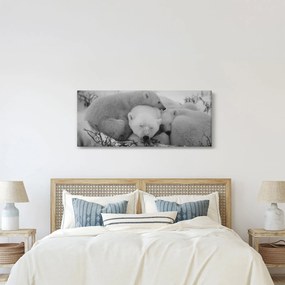 Obraz - Ľadové medvedíky, čiernobiela (120x50 cm)