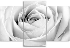 Gario Obraz na plátne Biela ruža - 3 dielny Rozmery: 60 x 40 cm
