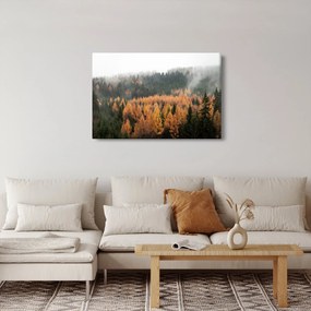 Obraz - Jesenný les (90x60 cm)