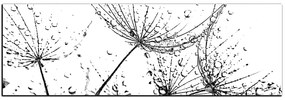 Obraz na plátne - Pampeliškové semienka s kvapkami vody - panoráma 5202QA (120x45 cm)