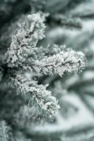 Limpol Jedľa Eliza 1,80 m zasnežená