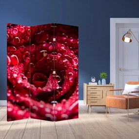 Paraván - Kvet červenej ruže (126x170 cm)