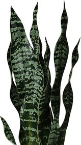 Umelá rastlina SANSI, výška 50 cm, plast, zelená