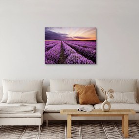 Obraz - Levanduľové pole pri západe slnka (70x50 cm)
