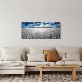 Obraz pole (120x50 cm)
