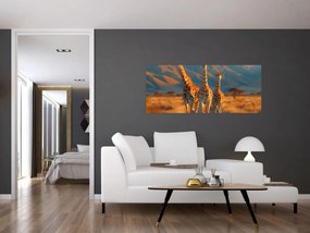 Obraz - Žirafy na pastvine (120x50 cm)