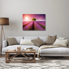 Sklenený obraz poľa s levanduľami (70x50 cm)