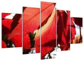 Obraz červených listov