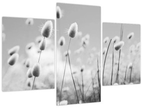 Obraz - Boho bunny tail grass (90x60 cm)