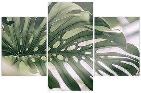 Obraz - List monštier (90x60 cm)
