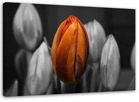 Obraz na plátně Tulipán Orange Grey - 60x40 cm