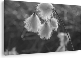 Obraz - Cottongrass (90x60 cm)