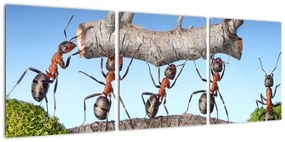 Obraz mravcov
