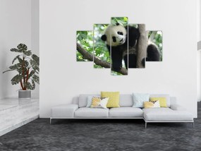 Obraz - Panda na strome (150x105 cm)