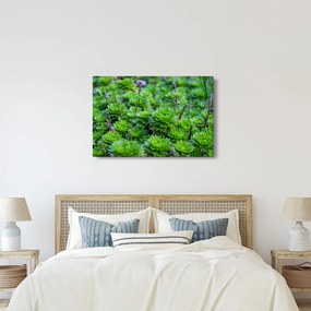 Obraz sukulentov (90x60 cm)