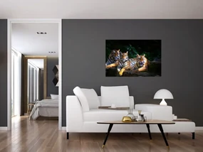 Obraz - Tigrii bratia (90x60 cm)