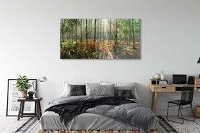 Obraz plexi Les breza 140x70 cm