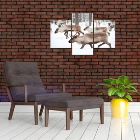 Obraz - Soby (90x60 cm)