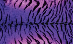 Fototapeta - Tiger (152,5x104 cm)