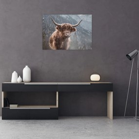 Obraz - Highlander krava (70x50 cm)