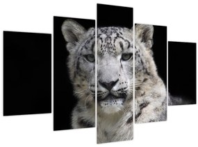 Obraz - Leopard snežný (150x105 cm)