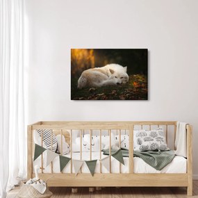 Obraz - Odpočívajúci vlk (90x60 cm)