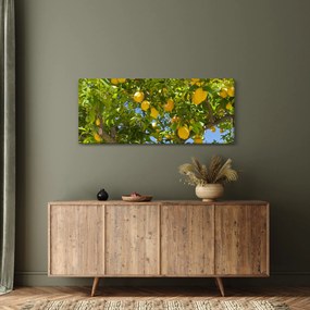 Obraz - Citrónovník (120x50 cm)