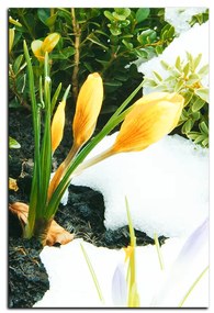 Obraz na plátne - Skoré jarné kvetiny - obdĺžnik 7242A (75x50 cm)