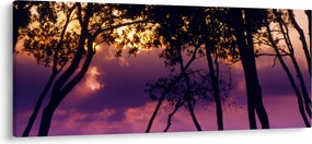 Obraz - Stromy pri západe slnka (120x50 cm)