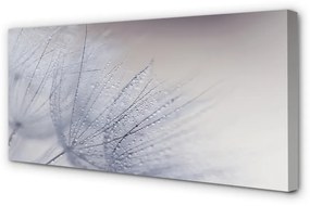 Obraz canvas Kvapky rosy púpavy 120x60 cm