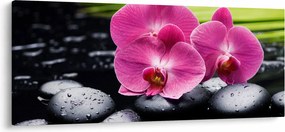 Obraz - Ružové orchidey s palmovým listom (120x50 cm)