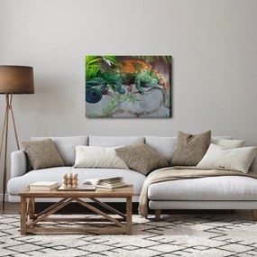 Obraz - Chameleon (70x50 cm)