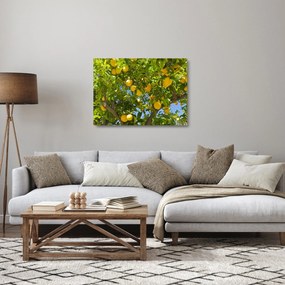 Sklenený obraz - Citrónovník (70x50 cm)