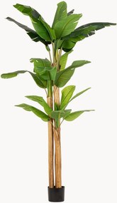 Exteriérová rastlinná dekorácia Banana, V 280 cm