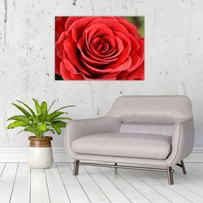 Sklenený obraz kvetu ruže (70x50 cm)