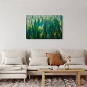 Obraz - Borovicový les (90x60 cm)