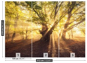 Fototapeta Vliesová Starý strom 208x146 cm