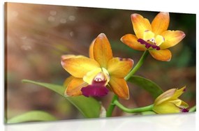 Obraz oranžová orchidea Varianta: 90x60