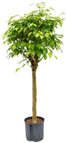 Fikus - Ficus benjamina "Exotica" Stem 22/19 výška 125 cm