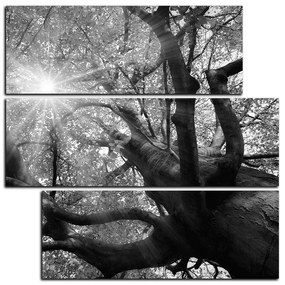 Obraz na plátne - Slnko cez vetvi stromu - štvorec 3240QD (105x105 cm)
